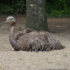 Darwin's rhea (Rhea pennata), 2019-05-31