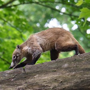 White-nosed coati (Nasua narica), 2019-05-31