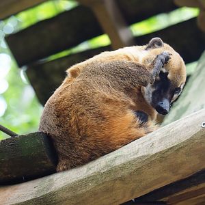 Ring-tailed coati (Nasua nasua), 2019-05-31