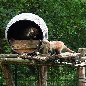 White-nosed coatis (Nasua narica), 2019-05-31