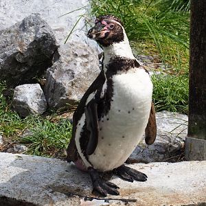 Humboldt penguin (Spheniscus humboldti), 2019-05-31