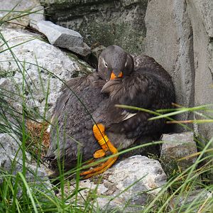 Magellanic flightless steamer duck (Tachyeres pteneres), 2019-05-31