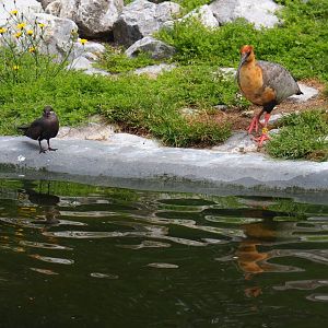 Juvenile Inca tern (Larosterna inca) and Black-faced ibis (Theristicus melanopis), 2019-05-31