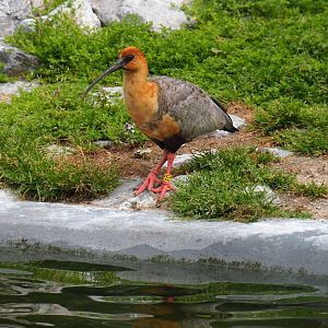 Black-faced ibis (Theristicus melanopis), 2019-05-31