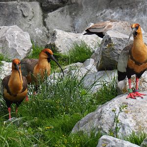 Black-faced ibis (Theristicus melanopis), 2019-05-31