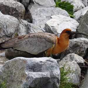 Black-faced ibis (Theristicus melanopis), 2019-05-31