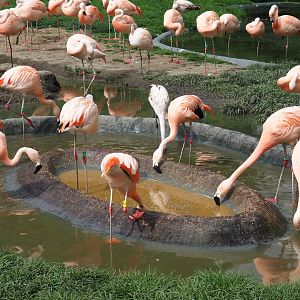 Chilean flamingo (Phoenicopterus chilensis) foraging area, 2019-05-31