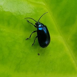 Leaf beetle