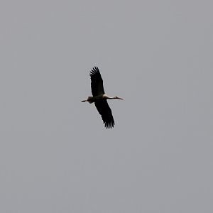 European white stork