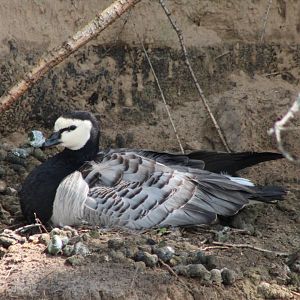 Barnacle goose at the nest