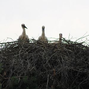 European white stork-chicks at the nest