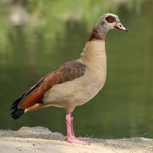Egyptian goose