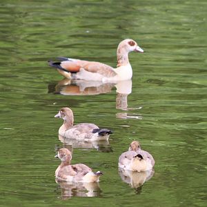Egyptian goose with chicks