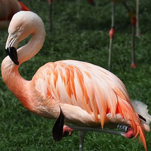Chilean flamingo (Phoenicopterus chilensis), 2019-05-31