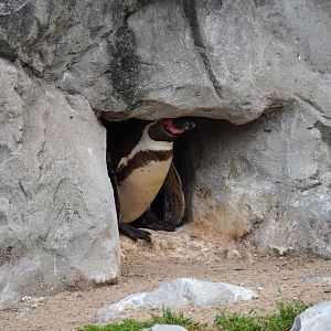 Humboldt penguin (Spheniscus humboldti) in nesting hole, 2019-05-31