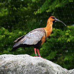 Black-faced ibis (Theristicus melanopis), 2019-05-31