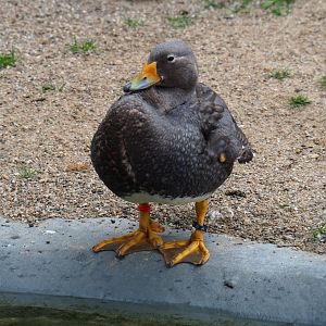 Magellanic flightless steamer duck (Tachyeres pteneres), 2019-05-31