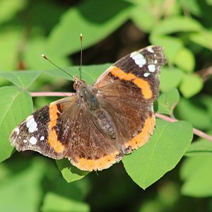 Vanessa atalanta