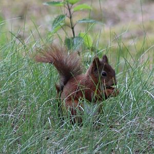 European red squirrel