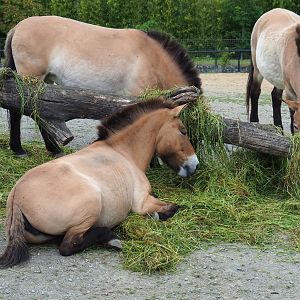 Przewalski's horses (Equus ferus przewalskii) feeding on fresh grass, 2019-05-31
