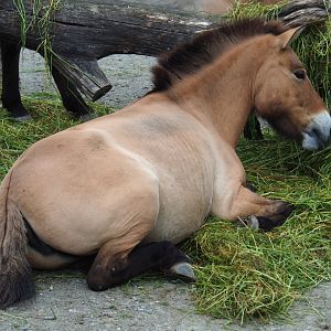 Przewalski's horse (Equus ferus przewalskii) feeding on fresh grass, 2019-05-31