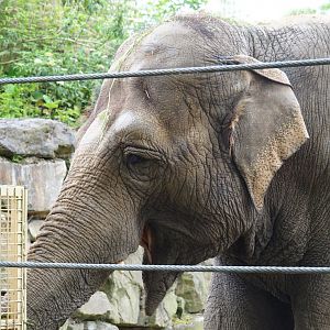 Asian elephant (Elephas maximus) Dumbo, 2019-05-31