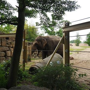 Asian elephant enrichment feeding area, 2019-05-31