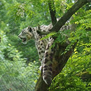 Snow leopard (Panthera uncia), 2019-05-31
