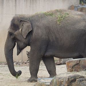 Asian elephant (Elephas maximus) May Tagu, 2019-05-31
