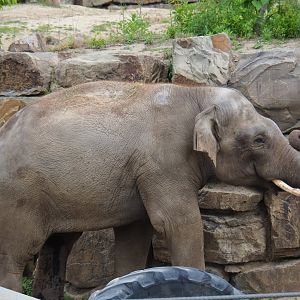 Asian elephant (Elephas maximus) bull Kanvar, 2019-05-31