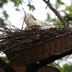 Eurasian spoonbill (Platalea leucorodia) on nest, 2019-05-31