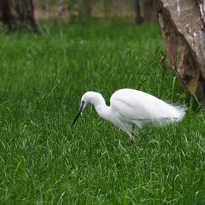 Little egret (Egretta garzetta garzetta), 2019-05-31