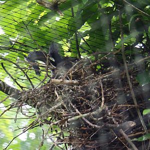 Glossy ibis (Plegadis falcinellus) nest, 2019-05-31