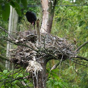 Glossy ibis (Plegadis falcinellus) nest, 2019-05-31