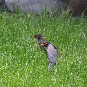 Bank myna (Acridotheres ginginianus), 2019-05-31