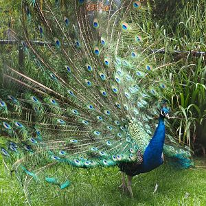 Blue peacock (Pavo cristatus) displaying, 2019-05-31