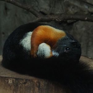 Prevost's squirrel (Callosciurus prevostii), 2019-05-31