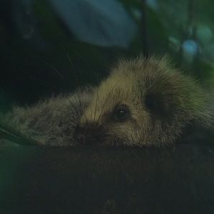 Northern Luzon giant cloud rat (Phloeomys pallidus), 2019-05-31