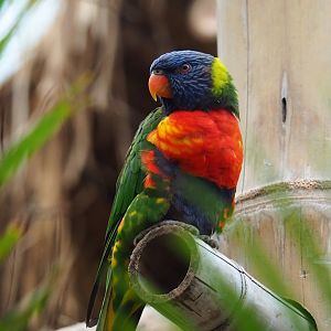 Rainbow lorikeet (Trichoglossus haematodus moluccanus), 2019-05-31