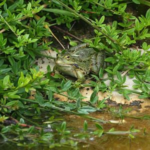 Wild marsh frog (Pelophylax ridibundus), 2019-05-31
