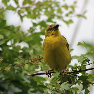 Village weaver - female