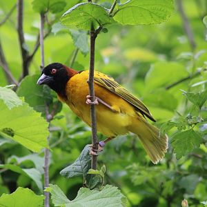 Village weaver - male