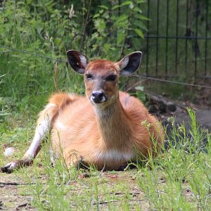Sitatunga