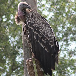 Rüppel's vulture