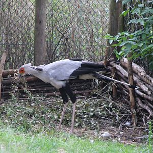 Nest-building Secretary bird