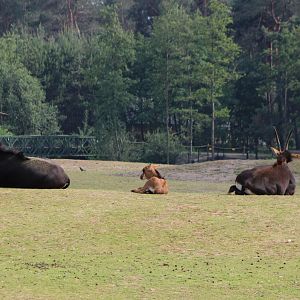 Sable antilopes with calf