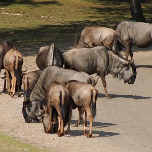 Blue gnu herd