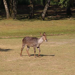 Common waterbuck
