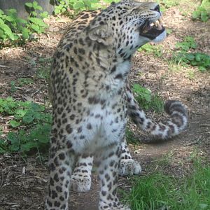 North persian leopard