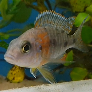 Cichlid ID